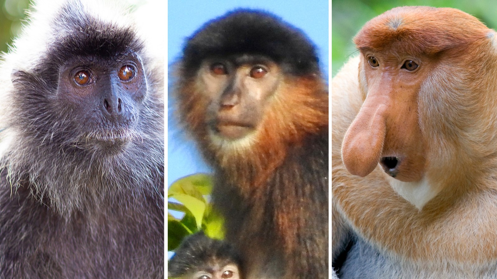 Hybrid 'Mystery Monkey' Discovered in Borneo