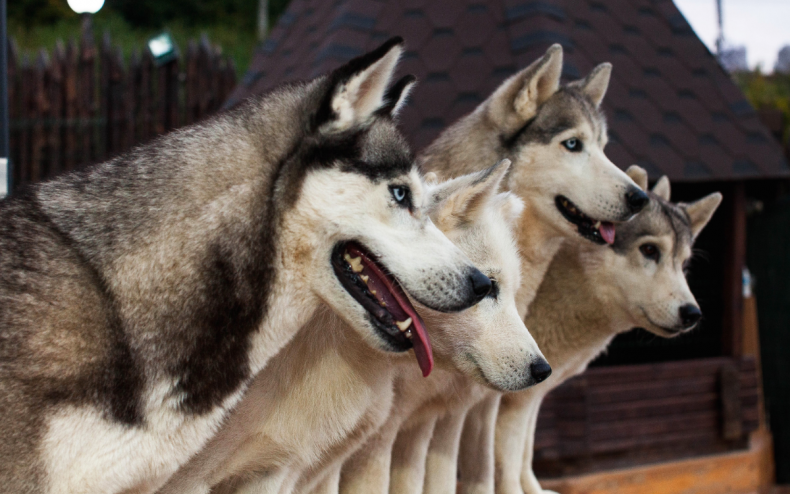 A group of huskies.