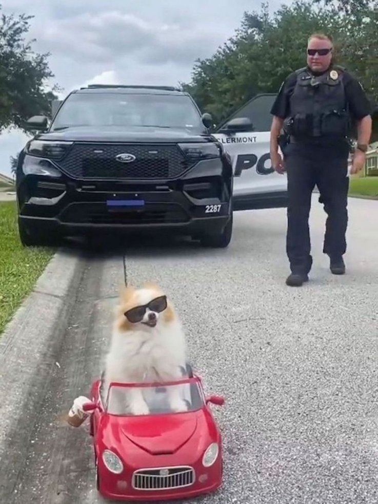 Koda the dog pulled over