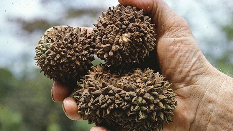 Manicaria saccifera alm