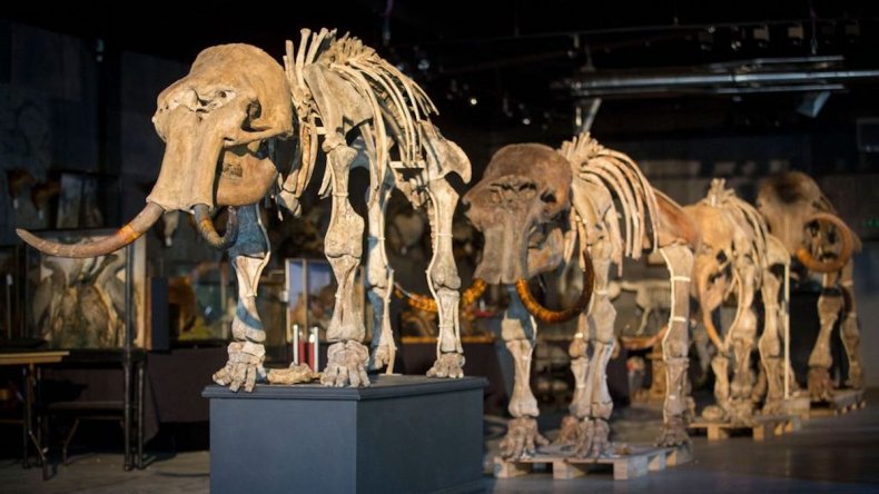 Mammoths at Summers Place Auctions