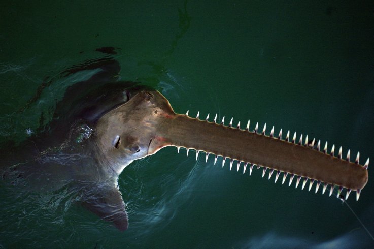 sawfish florida