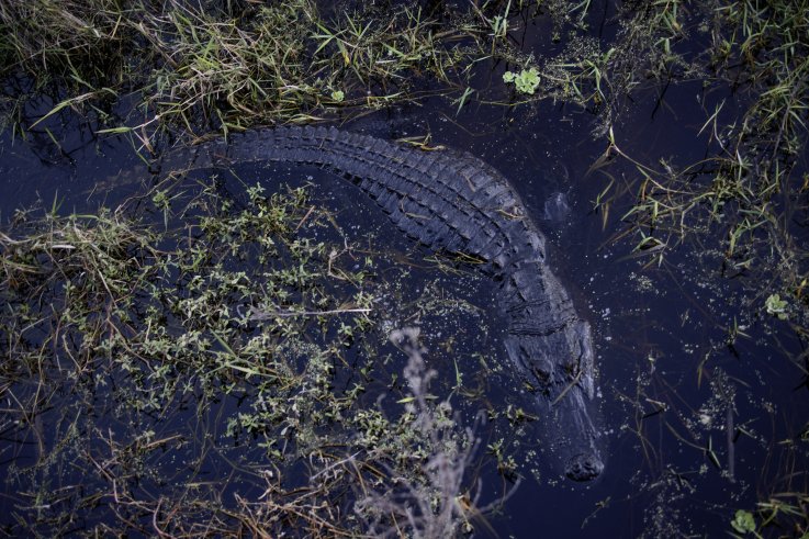 american alligator florida
