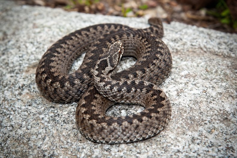 adder snake