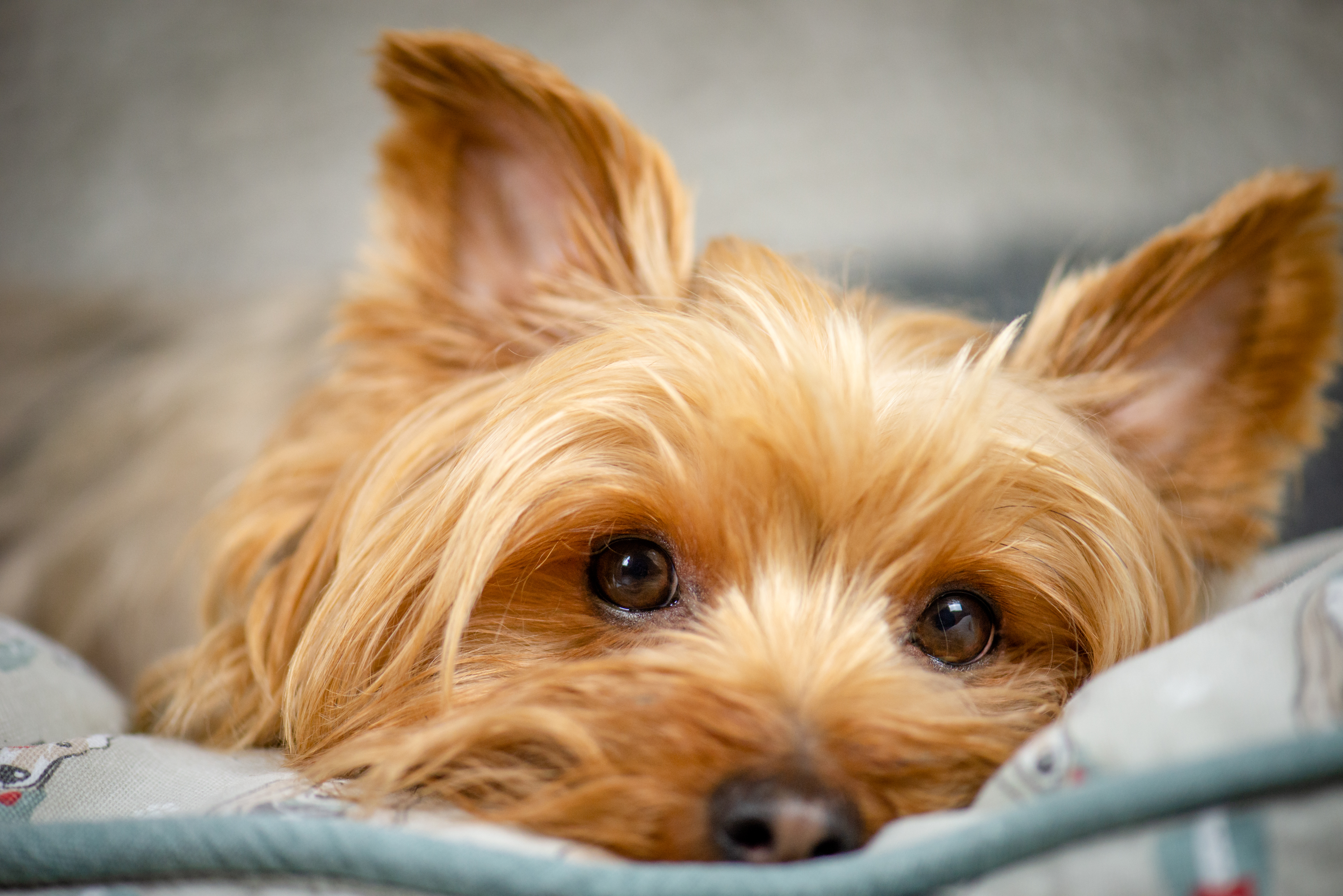 Yorkshire Terrier Forced To Have Leg Amputated After Venomous Snake Bite