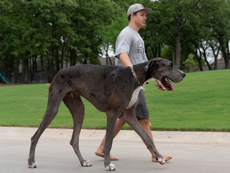 Texas Great Dane Is World’s Biggest Dog