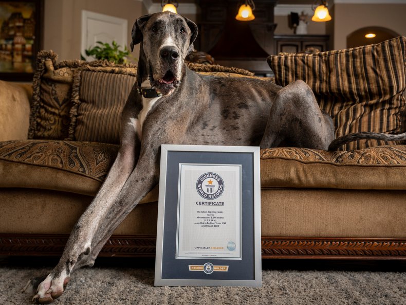 Texas Great Dane Is World’s Biggest Dog