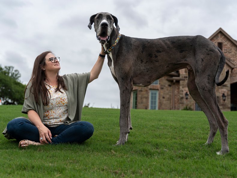 Texas Great Dane Is World’s Biggest Dog