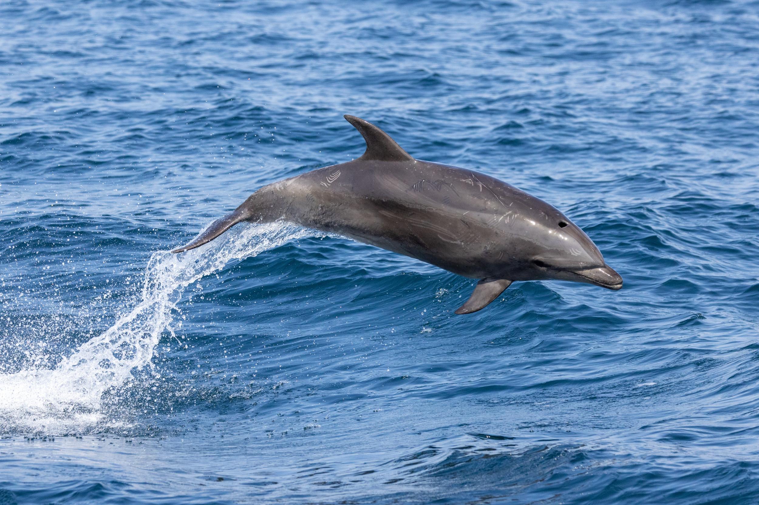 Dolphins save swimmers from shark attack, World news