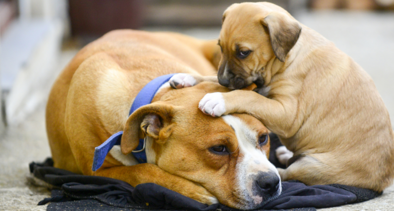 A dog being chewed by a puppy.