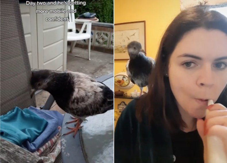 Woman rescues pigeon after night out