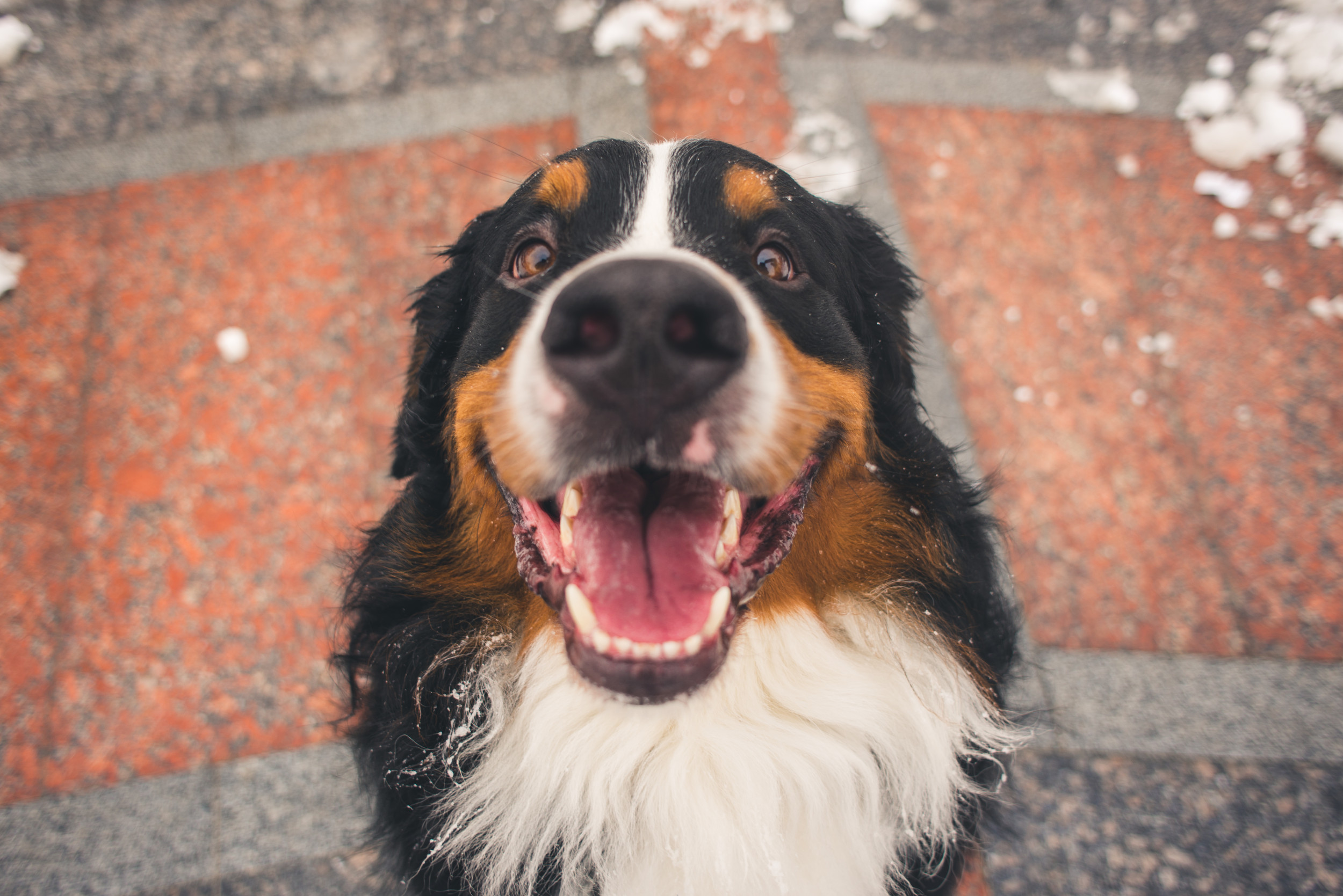 Owner Reveals Genetic Condition Slowly Turning Bernese Mountain Dog White