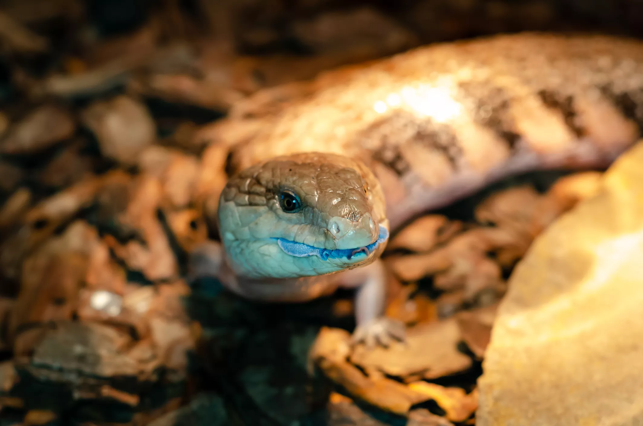 Adorable Lizard Who 'Doesn't Understand Obstacles' Is Outsmarted by Pillow - Vimarsana News