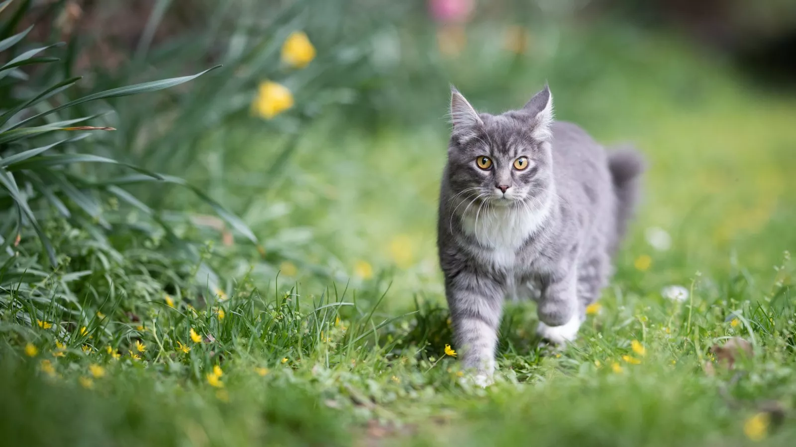 Cat garden deals