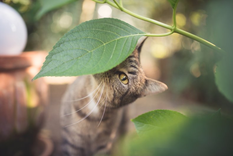 A cat sniffs leaves.