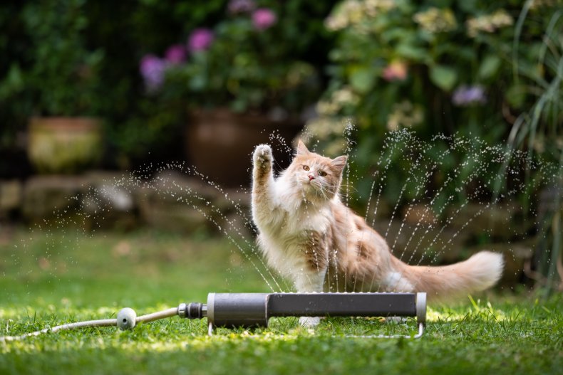 A cat and a sprinkler