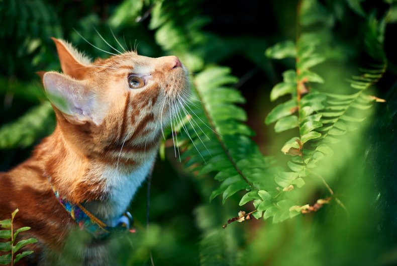 A cat hunts among ferns.