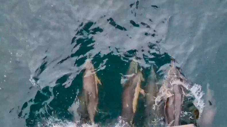 Pod of dolphins cruise ship