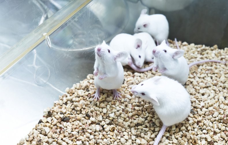 Mice used in medical research