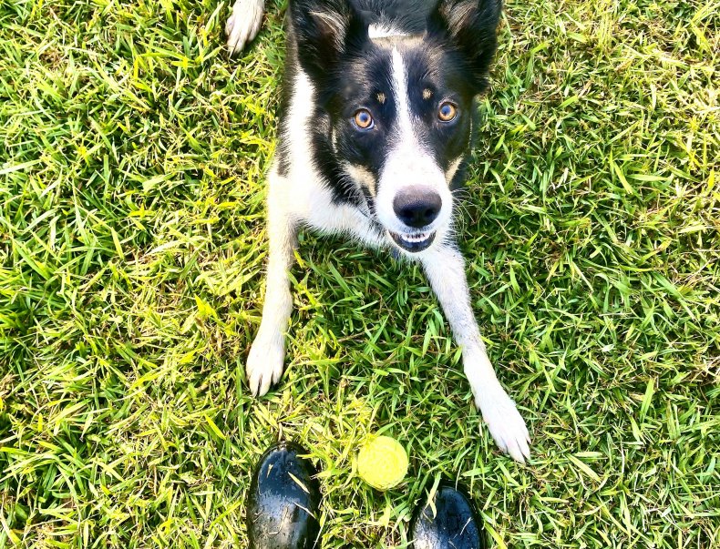 Border collie and tennis ball 