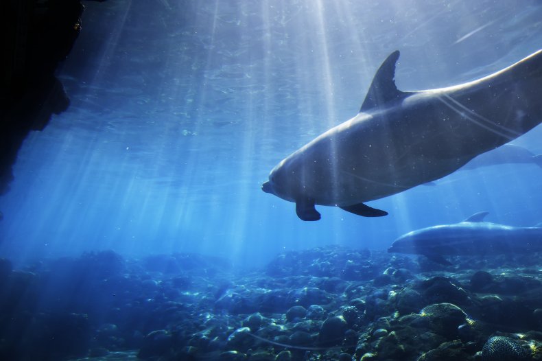 Dolphin in the ocean
