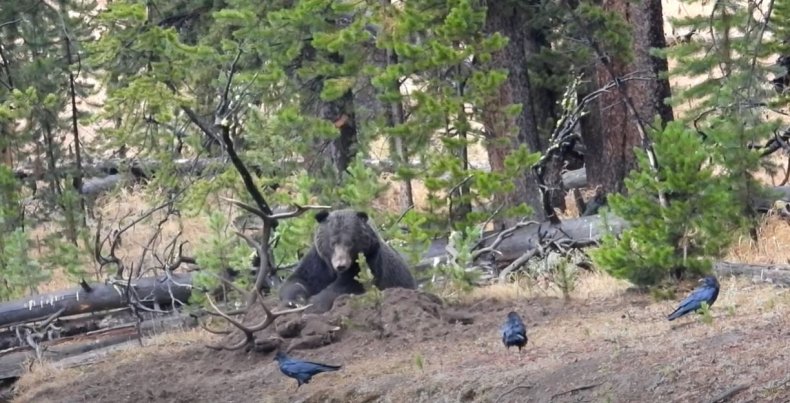 Bear in Yellowstone 