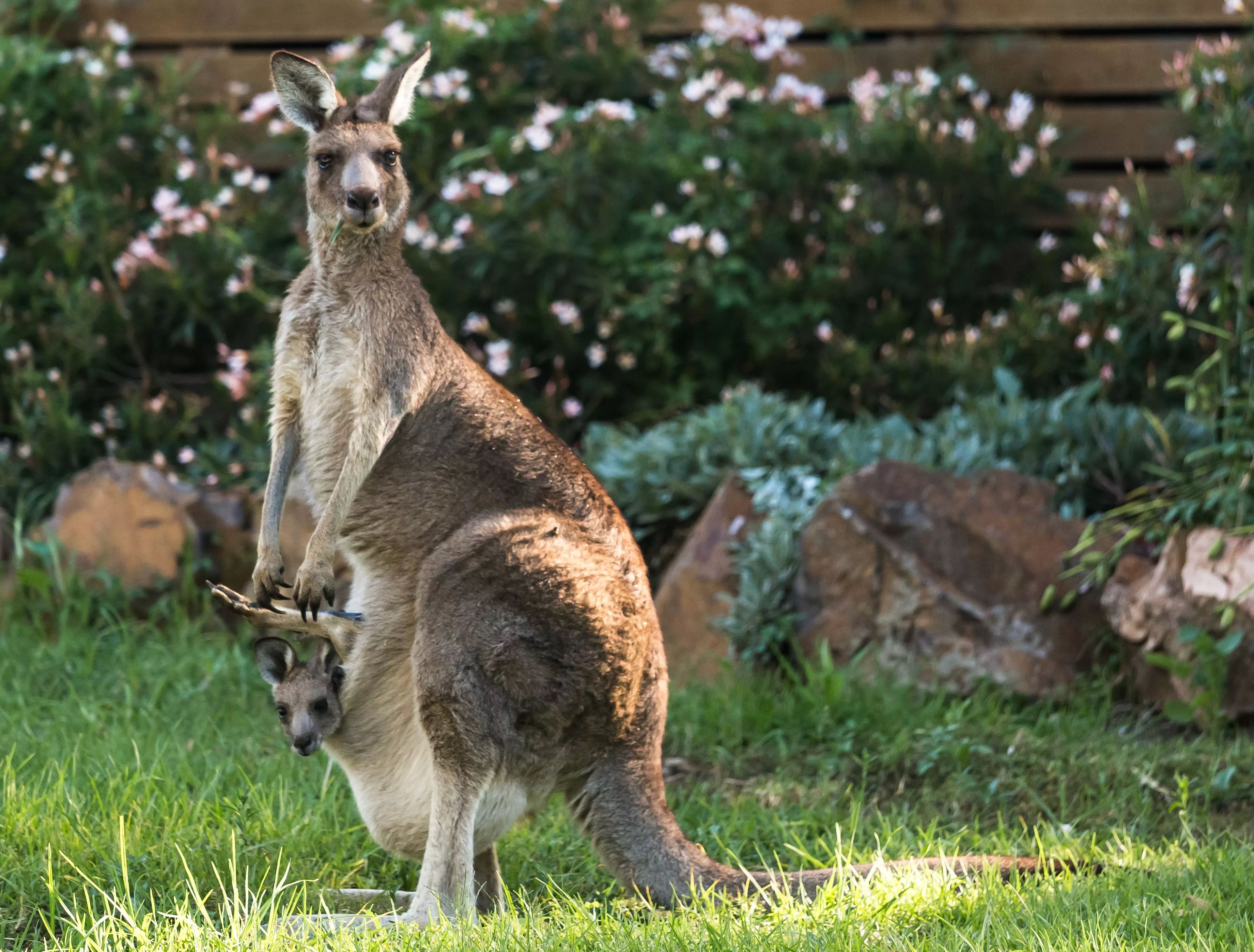 Baby Wallaby Mysteriously Goes Missing From Detroit Zoo - Vimarsana News