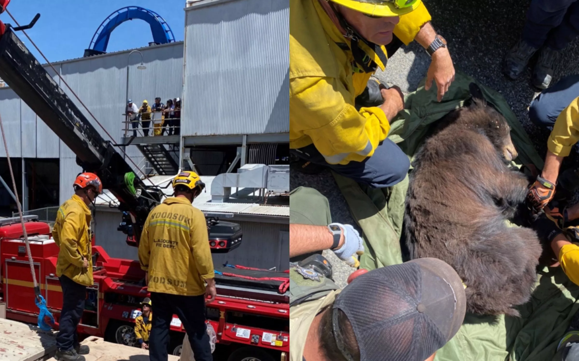 Firefighters Rescue Bear That Snuck Into Six Flags and Got Itself Stuck - Vimarsana News
