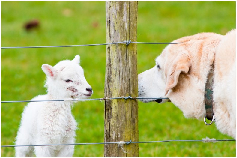 Stock image of dog and lamb