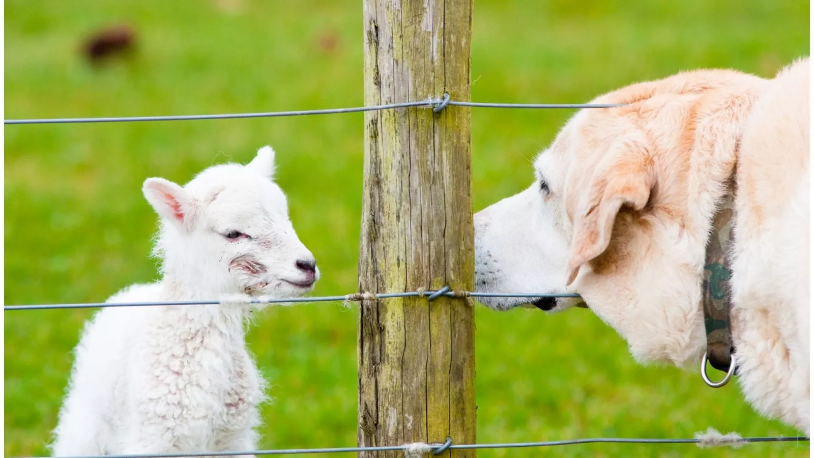 Dog Raising Lamb Rejected by Mother Melts Hearts Online So Sweet