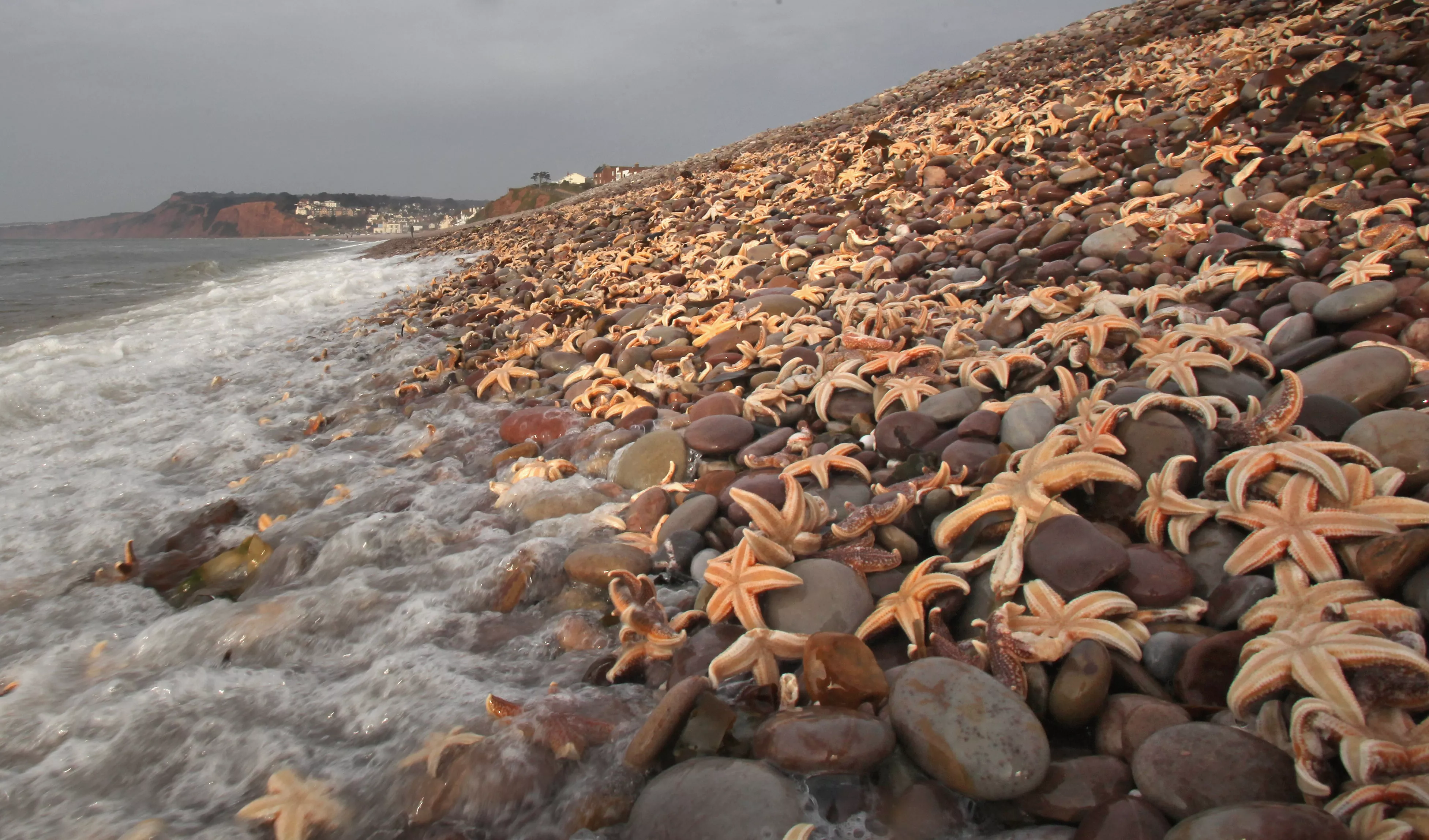 Hundreds of Starfish Have Washed Up on South Carolina Beaches - Vimarsana News