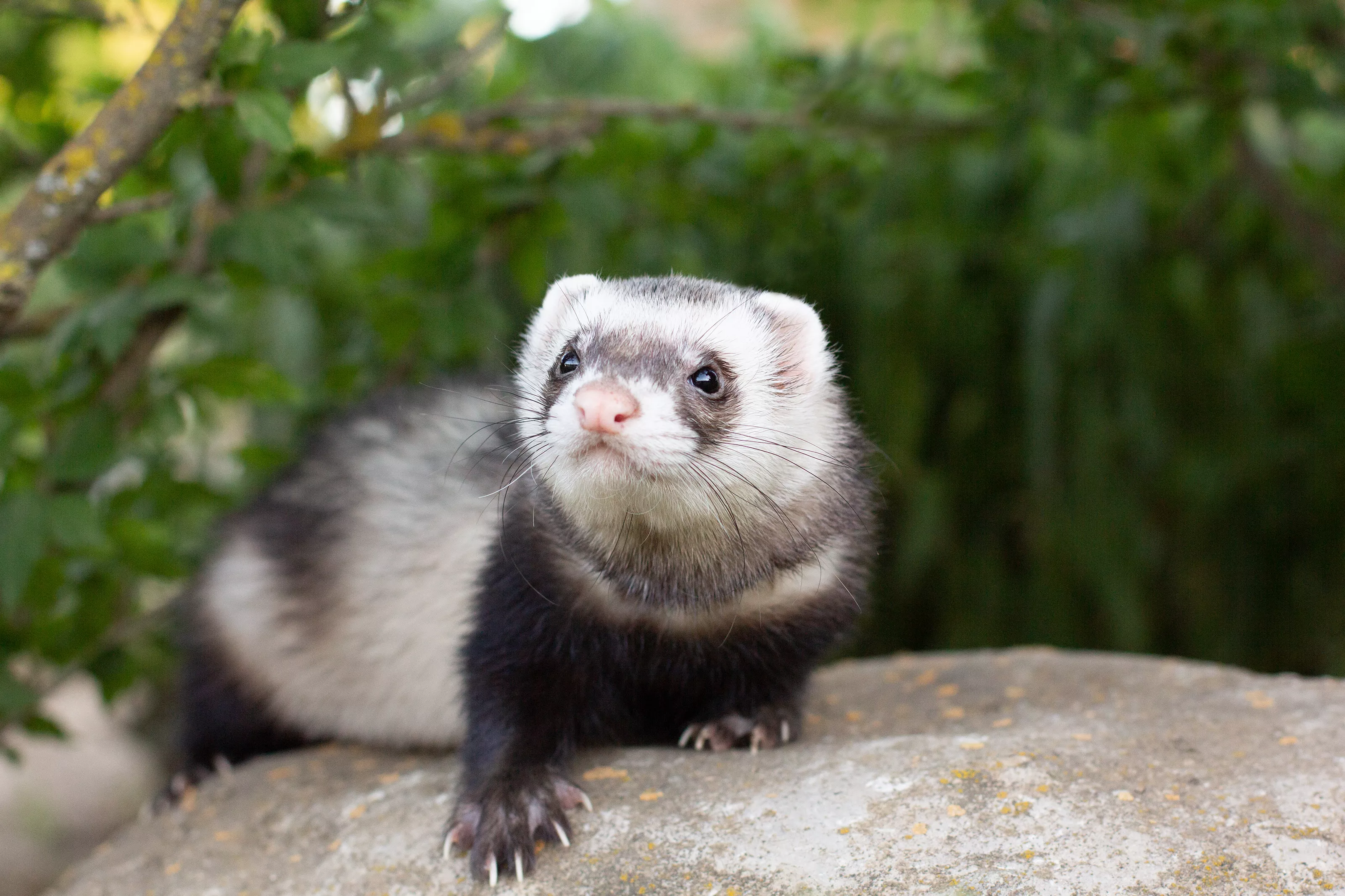 Internet Delighted by Ferret's Adorable Surprised Face: 'Happy Noodle' - Vimarsana News
