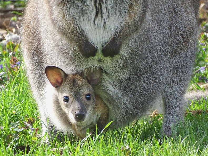 Wallaby