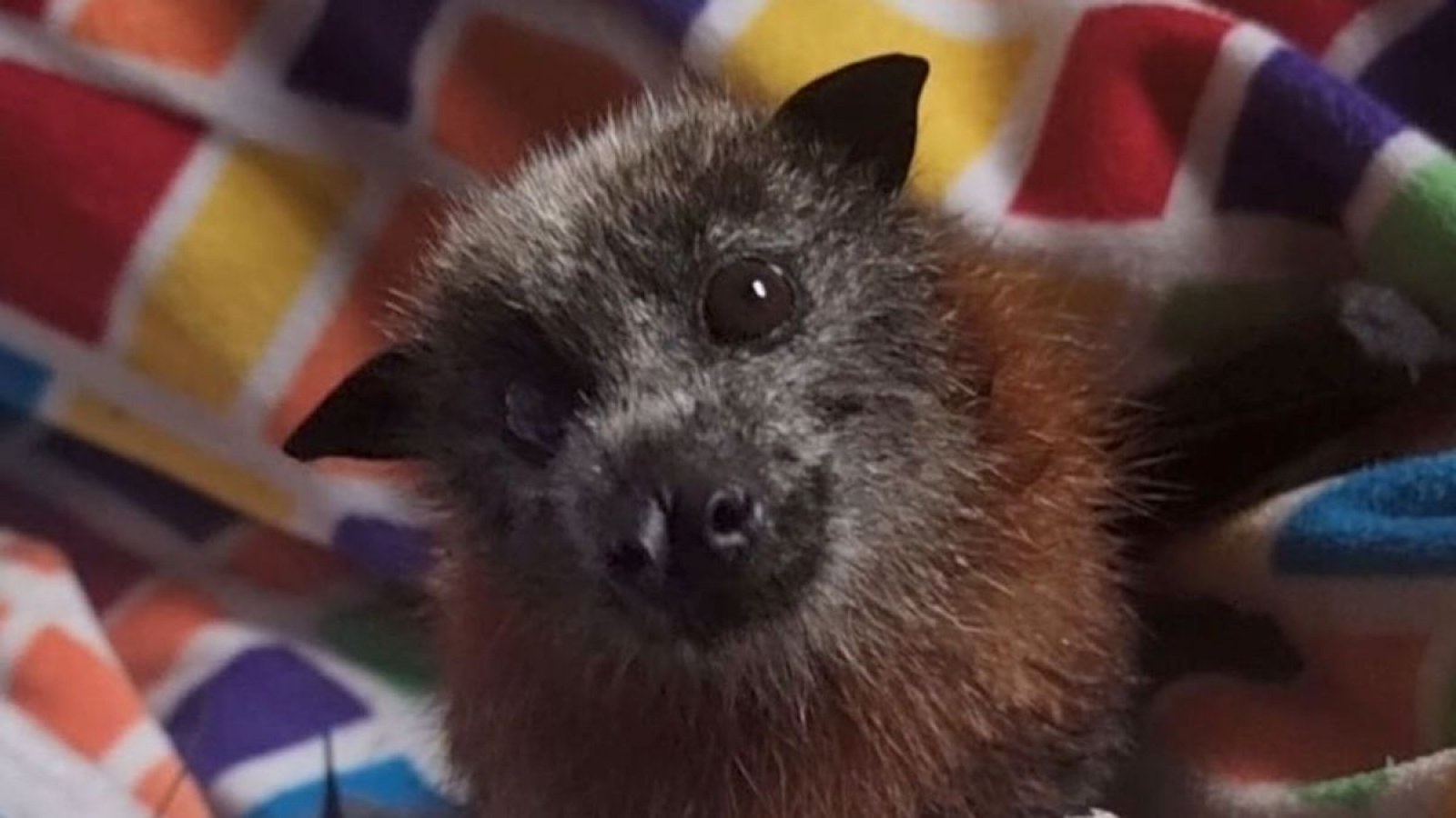 Last Moments of Giant Bat Rescued From Barbed Wire Seen in Heartbreaking  Video