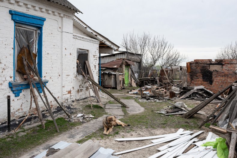 Stray Ukrainian Dog