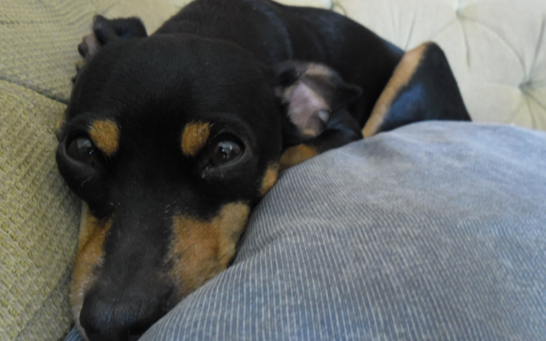 A Pinscher dog looking unhappy.