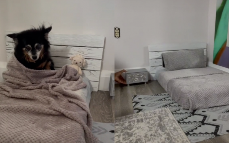 A dog had a bedroom makeover.