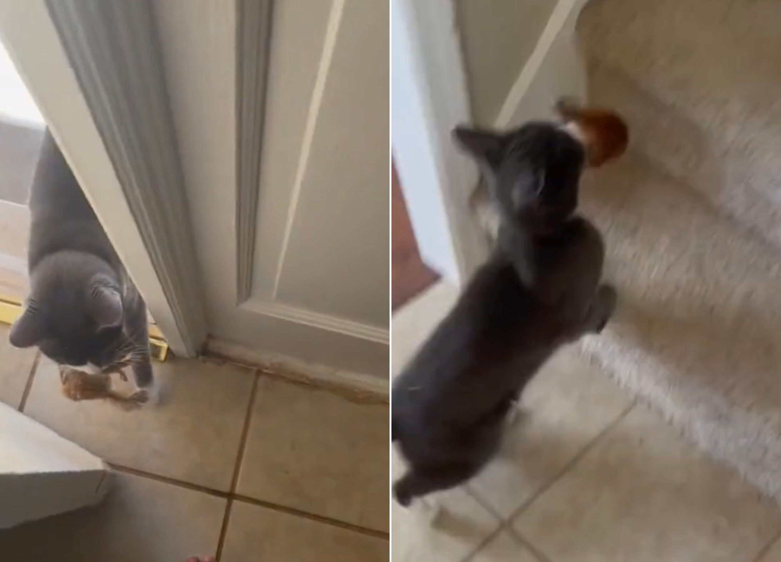 Cat Lets Chipmunk Loose In House In Video With Tom And Jerry Vibes Newsweek