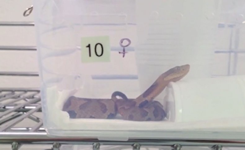 Study of the snake fetus