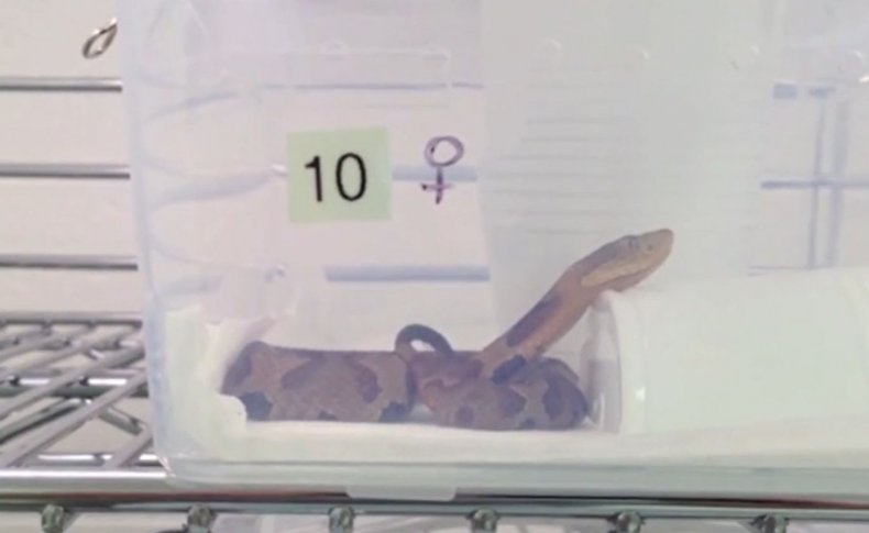Snake fetus study