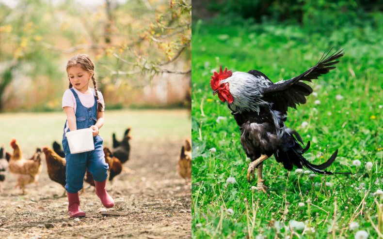 A girl at a farm and rooster.