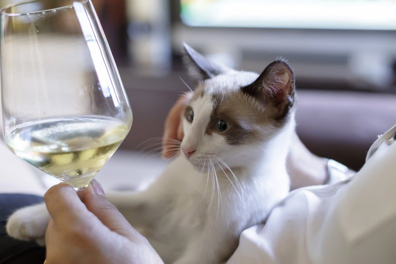 Cat staring at human wine