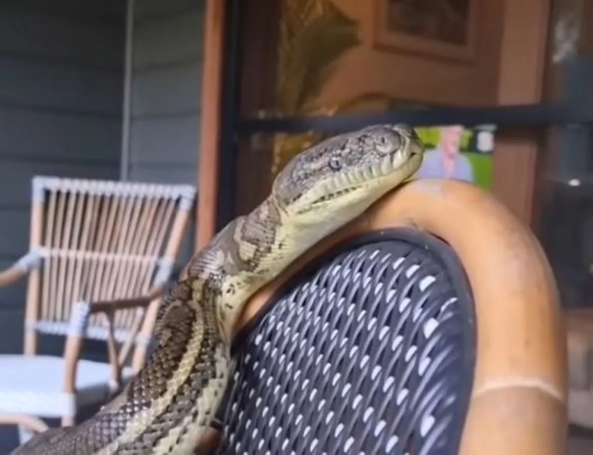 Family Finds Four Giant Horny Pythons on Their Porch - Vimarsana News