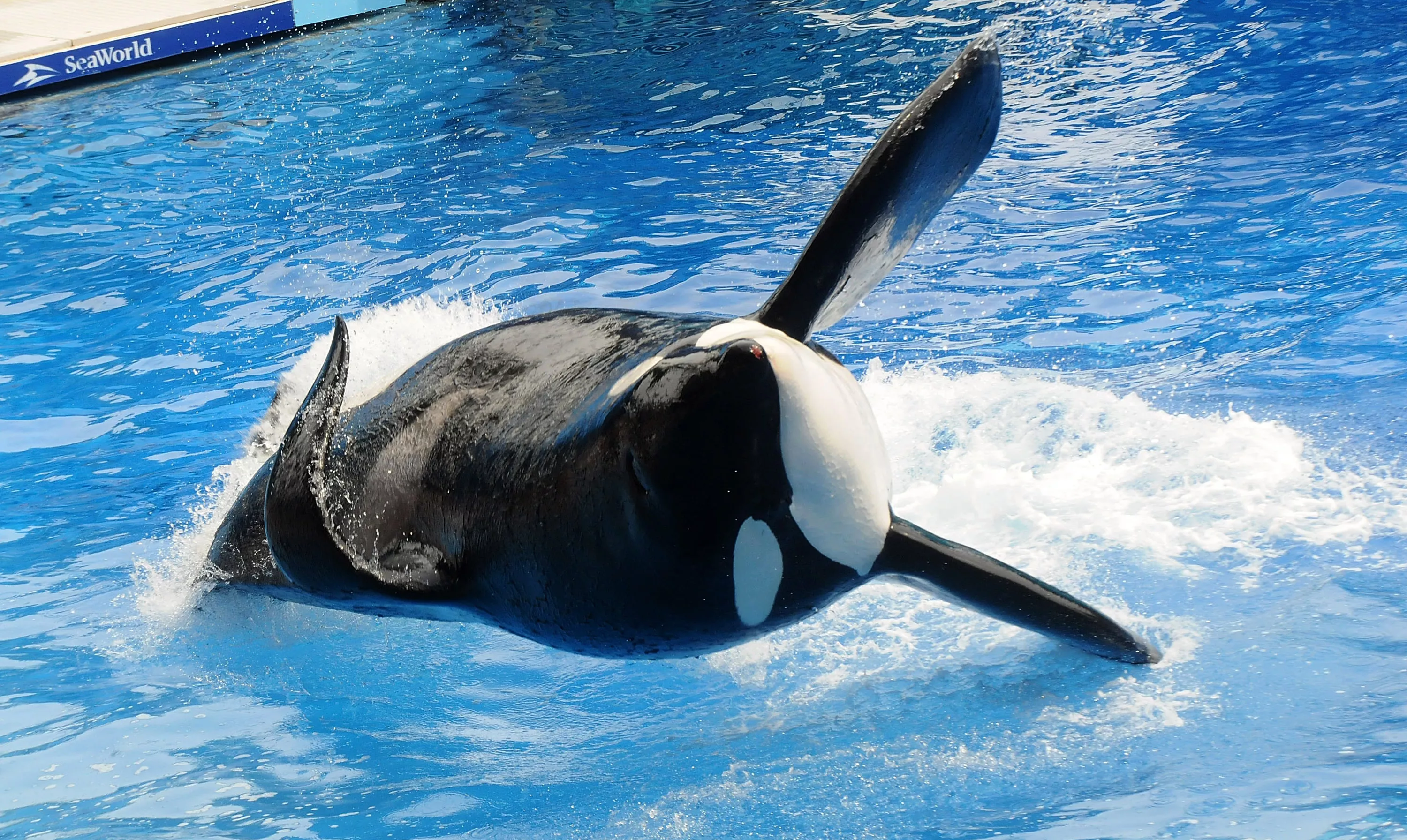 New Dad Publicly Humiliated in Front of Wife at SeaWorld: 'Embarrassed' - Vimarsana News