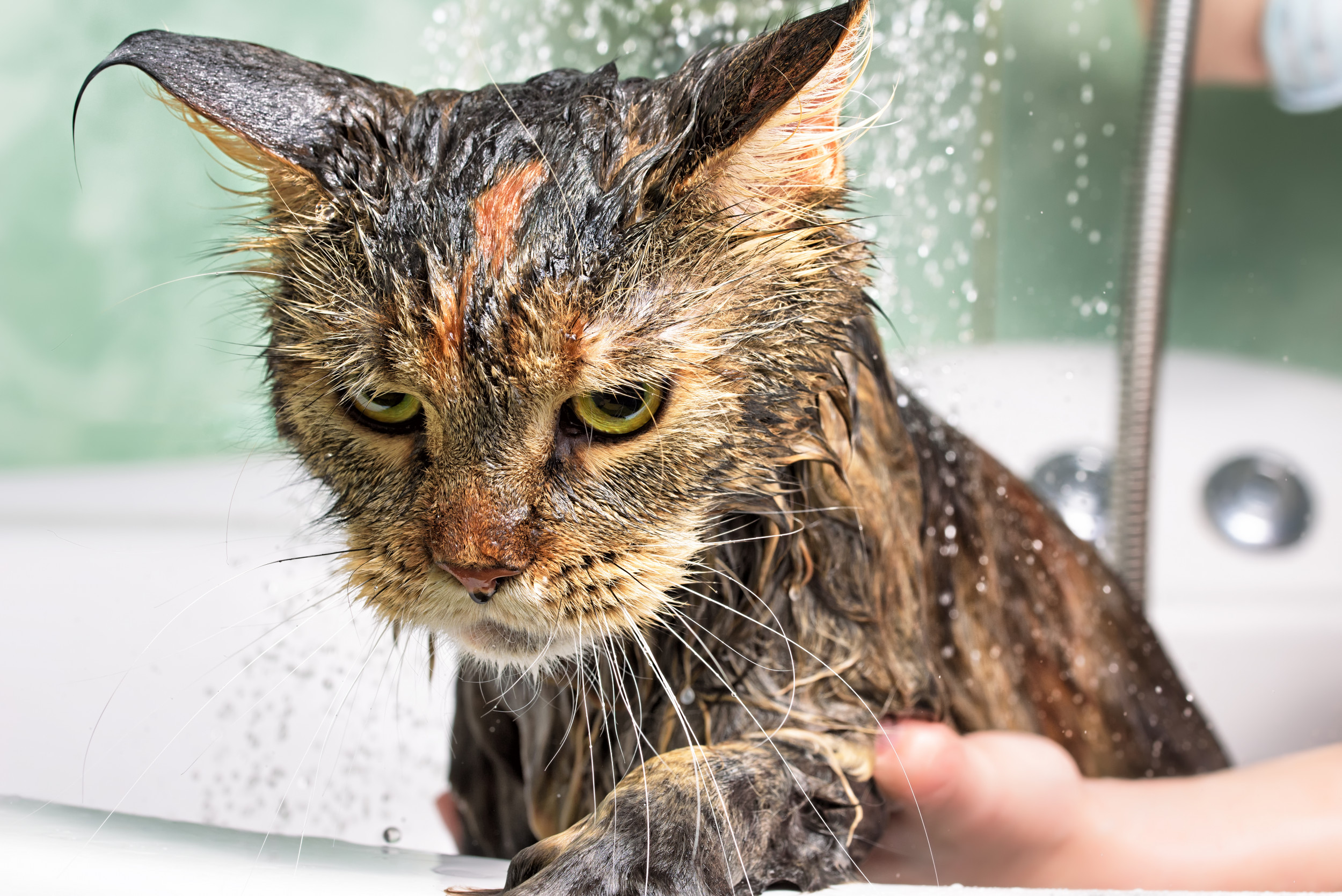 Helpful Tips To Bathe Your Cat Safely Vet Approved | lupon.gov.ph
