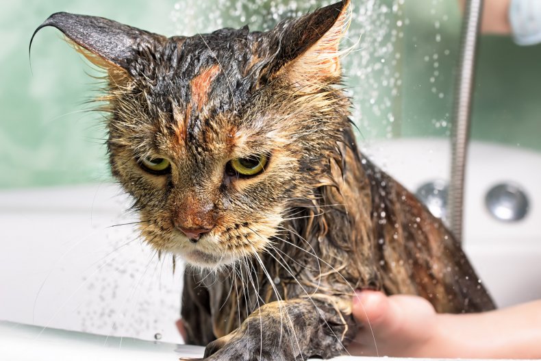 Cat in shower 