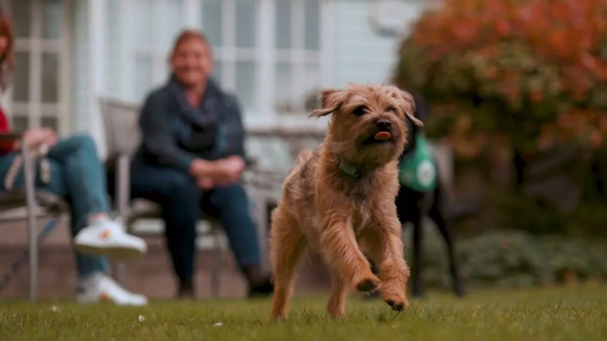 Watch: Having a Four-Legged Friend Improves Quality of Life, According to Report - Vimarsana News