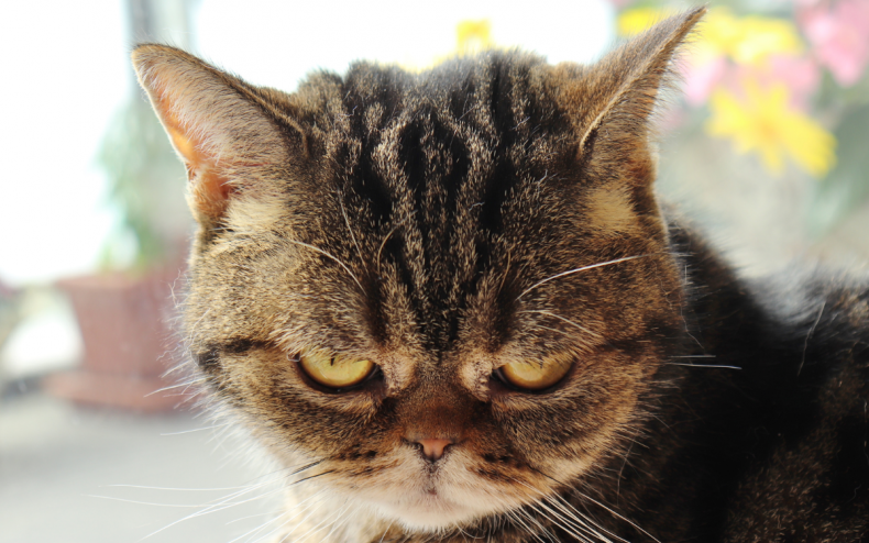 A angry looking cat.
