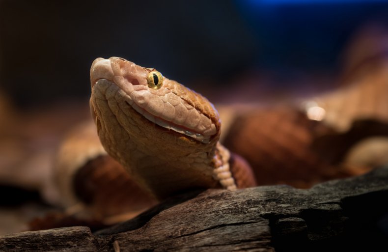 copperhead snake