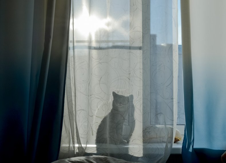 Cat behind light curtain